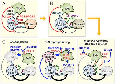 Targeting Tumor-Associated Macrophages as a Potential Strategy to Enhance the Response to Immune Checkpoint Inhibitors